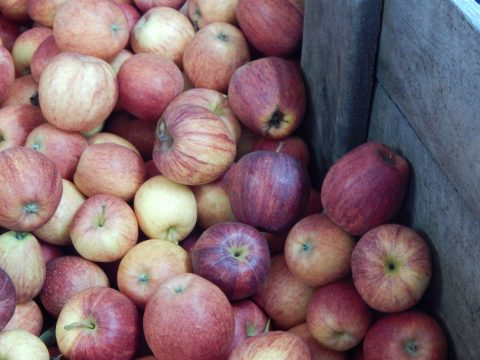 5 Apple Orchards to Visit This Fall in Genesee County
