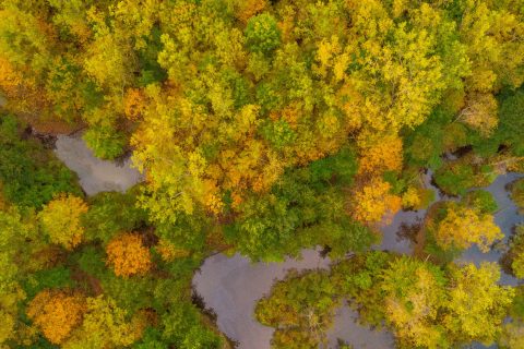 Experience Fall Colors in Flint & Genesee